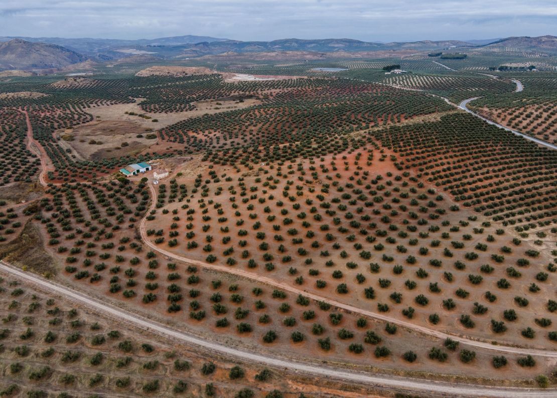 A field of olive trees on November 24, 2022 in Jaen, Spain. Yields  slumped by 50% last season amid heat and drought. 