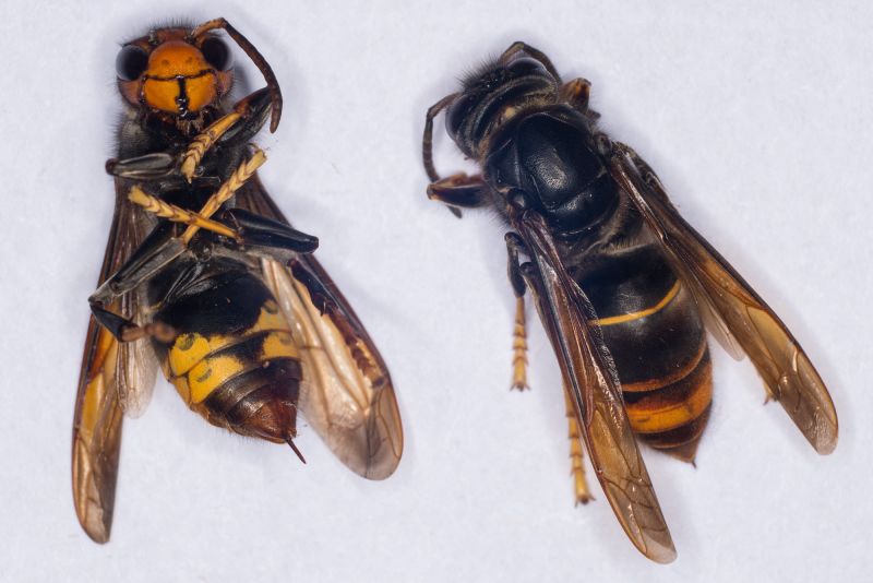 Invasive Yellow-legged Hornet, Which ‘poses A Threat To Honeybees ...