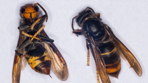 A photo shows a female Asian Hornet (Vespa Velutina) with its sting on September 30, 2014 at the Research Institute of Biology of the Insect (IRBI) in Tours, central France. The Asian Hornet,  an invasive non-native species from Asia, is a highly effective predator of insects, including honey bees. French researchers at IRBI have been conducting research into whether native parasitic species, small flies known as Conops vesicularis, could have an impact on the health of Asian Hornet colonies, possibly leading to their decline in Europe.  AFP PHOTO / GUILLAUME SOUVANT (Photo by GUILLAUME SOUVANT / AFP) (Photo by GUILLAUME SOUVANT/AFP via Getty Images)