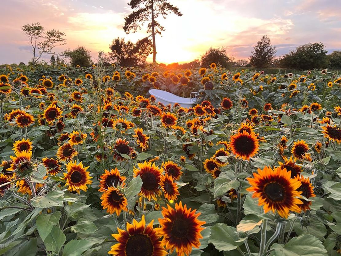 Naked people became a problem on a UK sunflower farm.