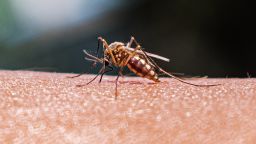 An adult female Anopheles mosquito bites a human body to begin its blood meal at Tehatta, West Bengal; India on 24/02/2023. Part of the genus Anopheles, the mosquitoes are capable of carrying and transmitting one of the five single-celled parasite species that cause malaria. Researchers looked at a dataset spanning from 1898 to 2016 and found malaria-carrying Anopheles mosquitoes' territory grew southward by an average of about 310 miles during that 118-year time span. According to WHO's latest World malaria report, there were an estimated 241 million malaria cases and 627 000 malaria deaths worldwide in 2020.  (Photo by Soumyabrata Roy/NurPhoto via Getty Images)