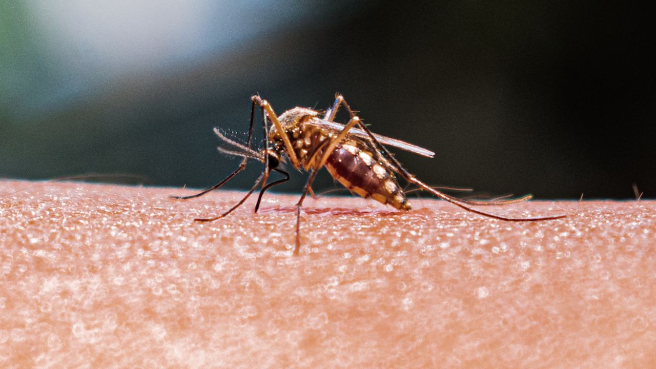 An adult female Anopheles mosquito bites a human.