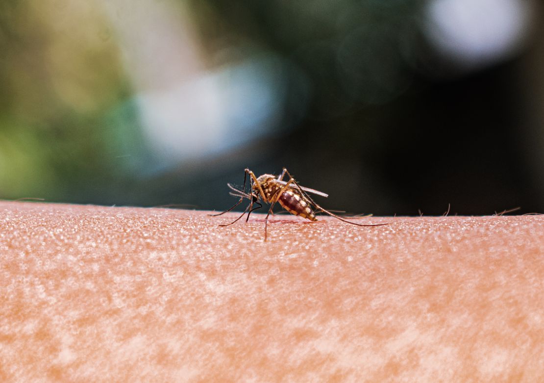 An adult female Anopheles mosquito bites a human.