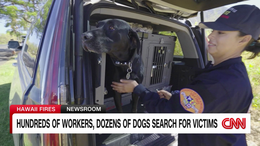 exp search dogs maui fires pkg weir cnni 081905ASEG1 cnni us_00022801.png