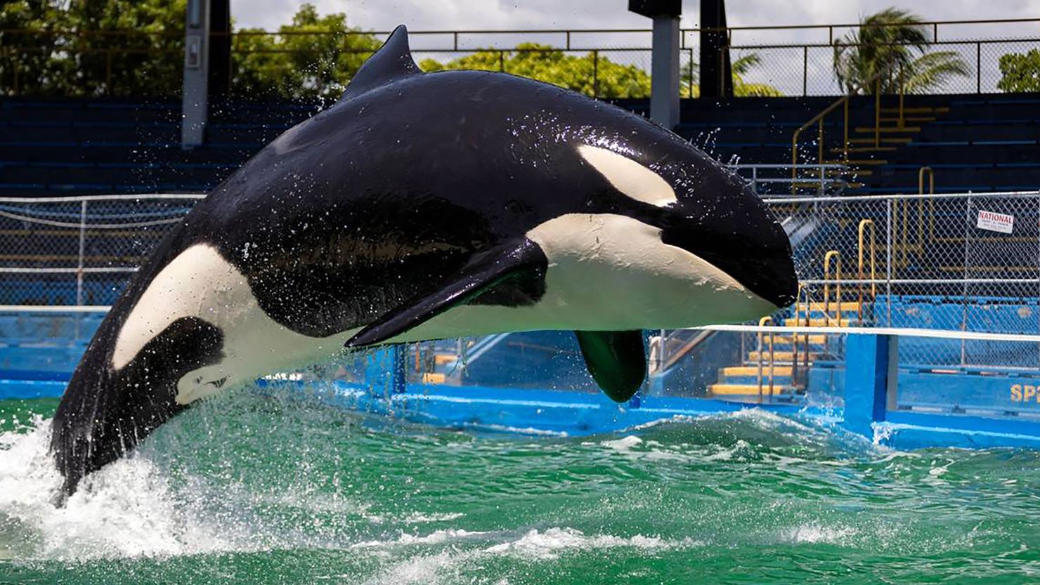 A 57-year-old killer whale named Lolita, also called Toki, has died at the Miami Seaquarium. 