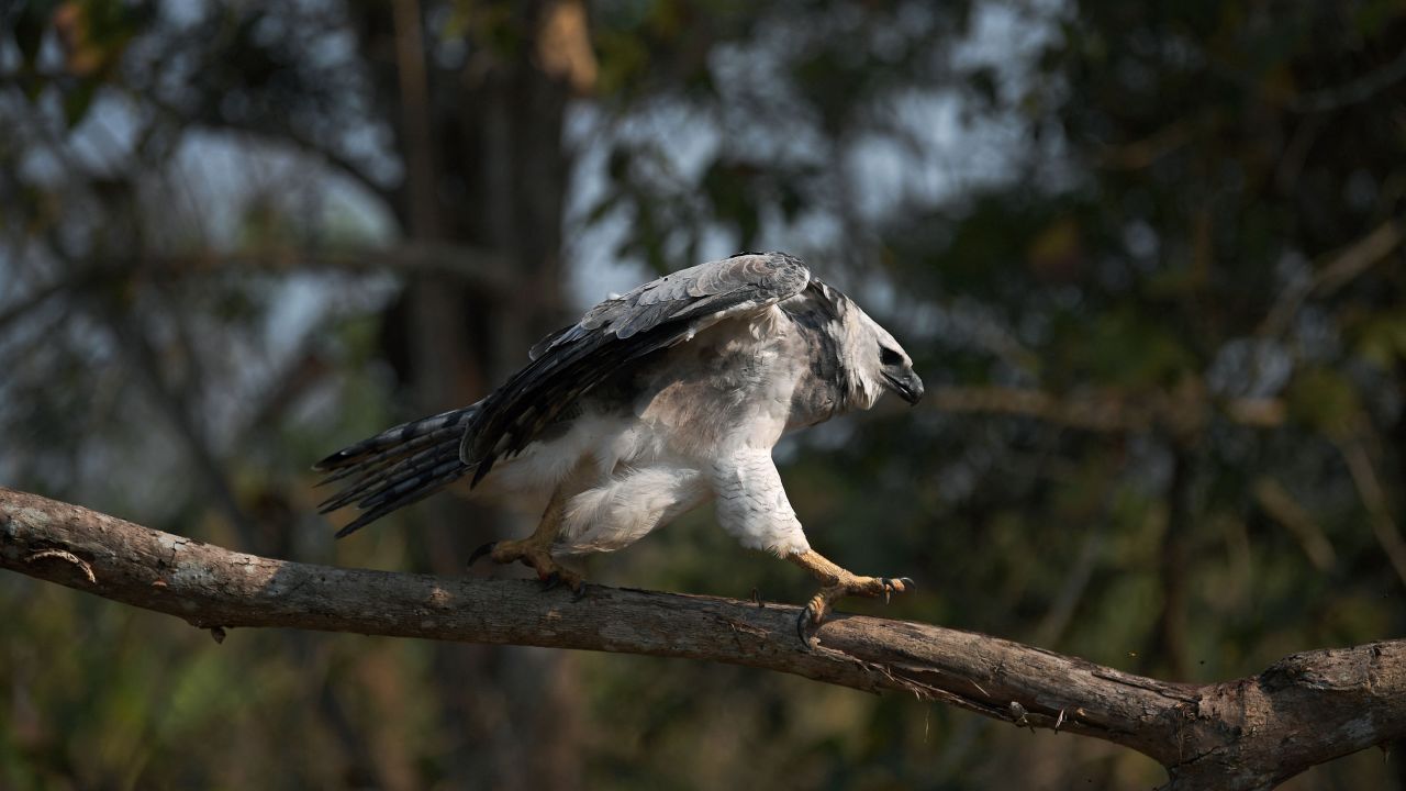 Among the species found in the Yasuní National Park, is the harpy eagle, the second largest bird of prey in the world.