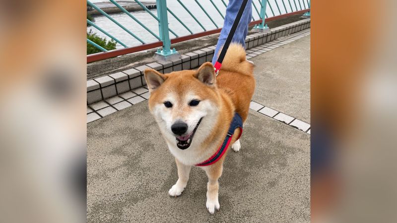 NextImg:Cheems Balltze, the internet's cheeseburger-loving dog, has died | CNN