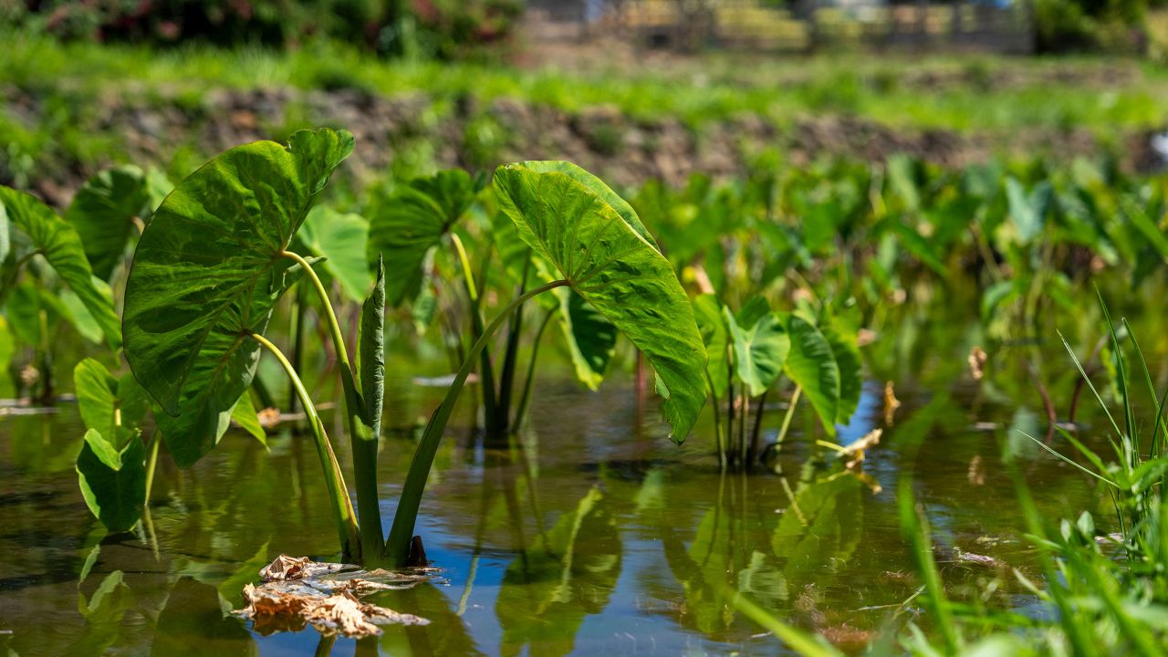 Растения Taro се виждат в семейната ферма на Хокуао Пелигрино във Уайлуку на Мауи на 20 август 2023 г. class=