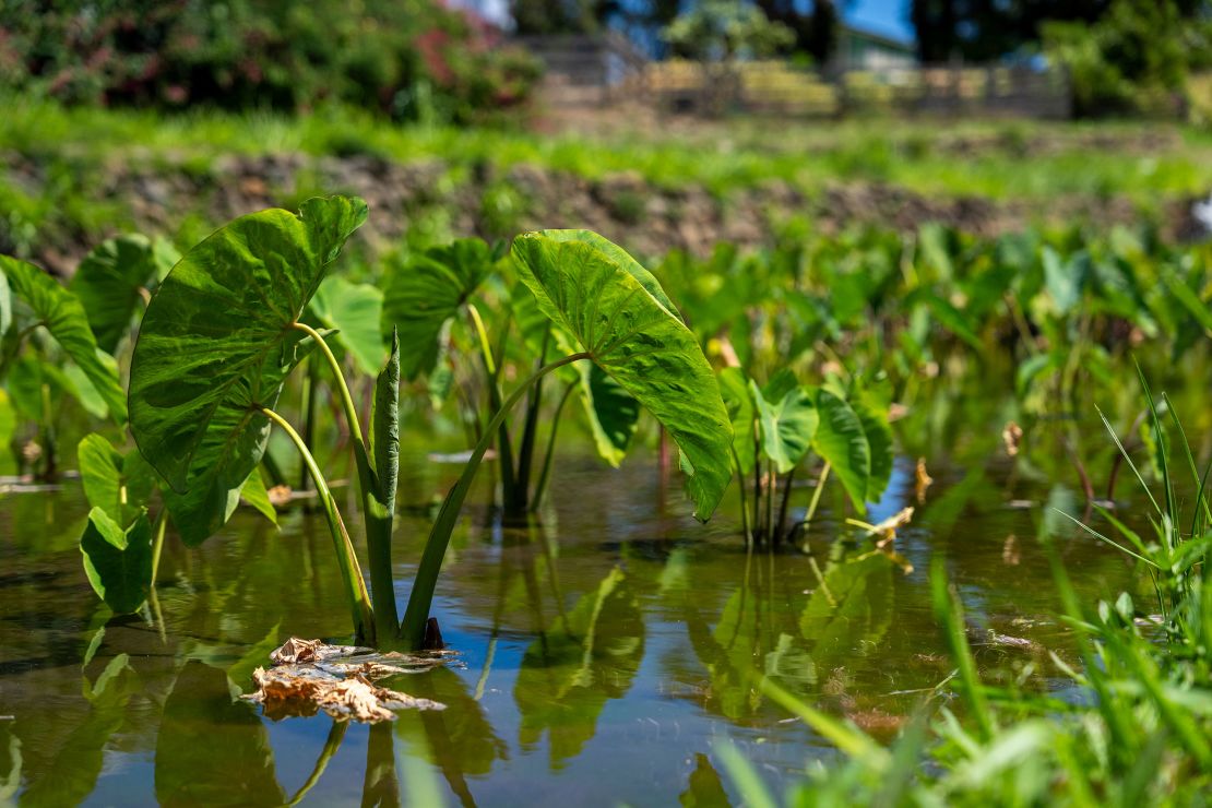 Taro plants are seen at Hokuao Pelligrino's family farm in Wailuku on Maui on August 20, 2023.