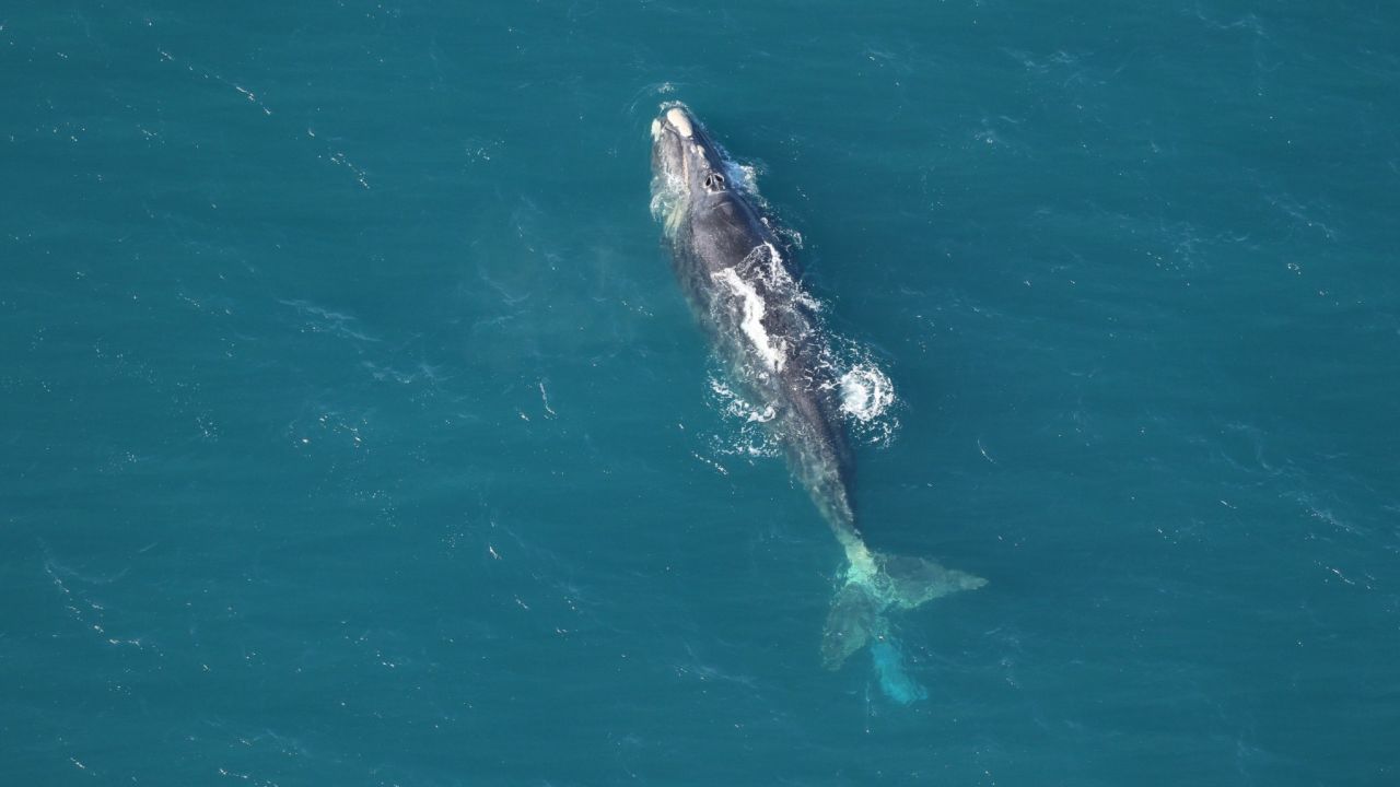 On January 27, 2023, an aerial survey team located an entangled adult male right whale (#1218) "Argo" off of Surf City, North Carolina. The light blue rectangle behind the flukes is the trailing entangling gear. The survey was conducted by Clearwater Marine Aquarium Research Institute with funding from the U.S. Army Corps of Engineers.