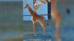 giraffe baby no spots zoo