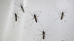 Wolbachia-Aedes aegypti mosquitoes are pictured at the National Environmental Agency's mosquito production facility in Singapore August 19, 2020. Picture taken August 19, 2020.     REUTERS/Edgar Su