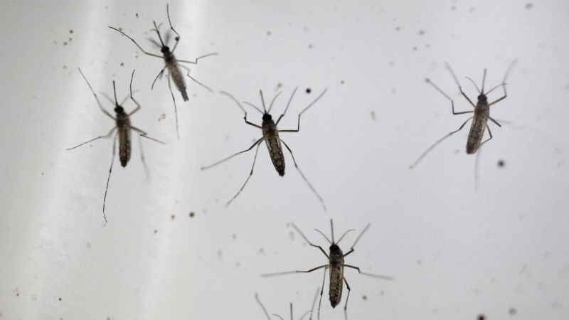 In Alabama und New York wurde über einen seltenen, durch Mücken übertragenen Virus berichtet, der einen Todesfall zur Folge hatte