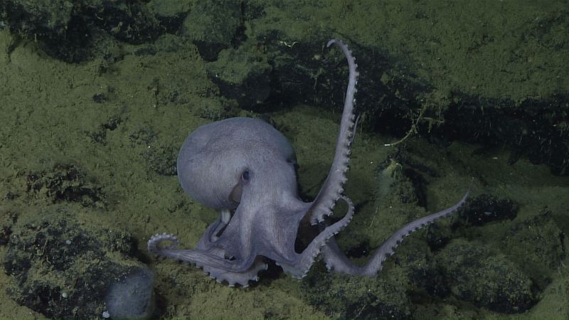 Scientists solve octopus garden mystery | CNN