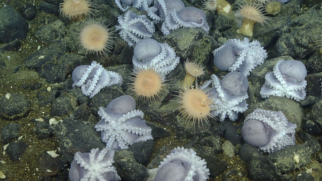 Researchers nicknamed the Muusoctopus robustus species the pearl octopus because of the way they look while upside down protecting their eggs. In 2018, a team of scientists found thousands of M. robustus at the base of the Davidson Seamount, about 10,500 feet below the ocean's surface and 80 miles southwest of Monterey, California.
