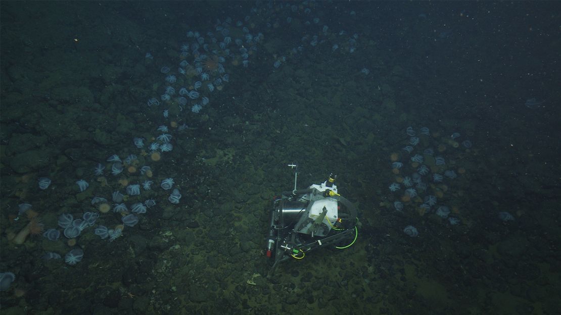 State-of-the-art underwater technology allowed researchers to understand the octopus garden.