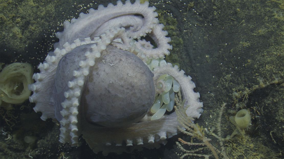 Researchers found that the octopuses' eggs hatched in less than two years — much more quickly than the team had expected.