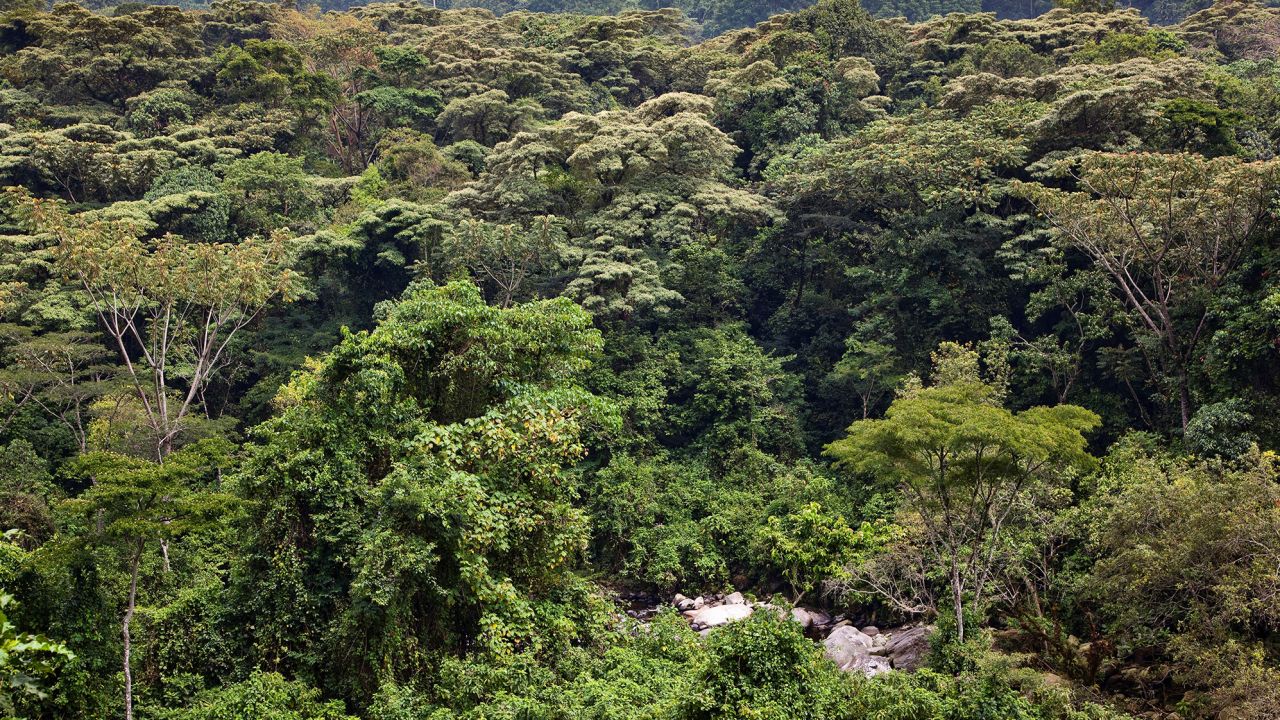 Дощовий тропічний ліс у долині Мобуку, Уганда.