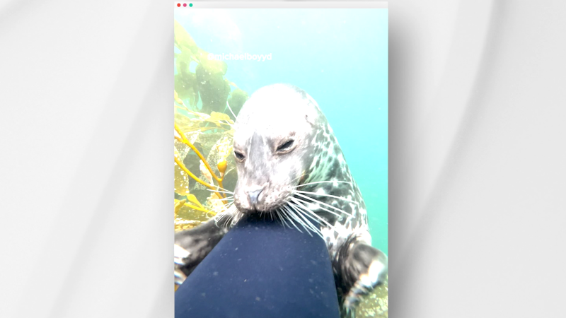 See the playful seal who went viral for ‘tickling’ a diver