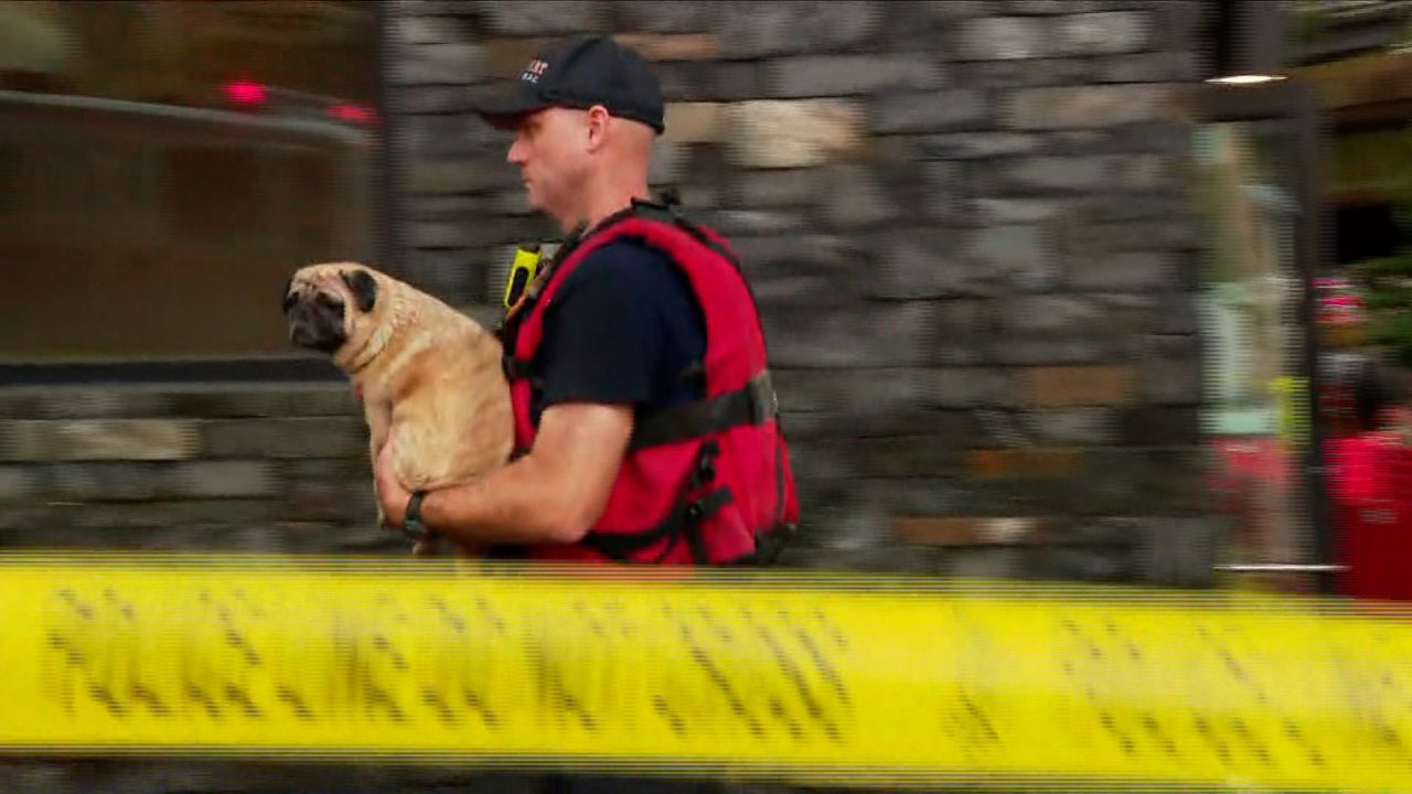 A first responder carries out a dog from District Dogs Northeast in Washington DC.