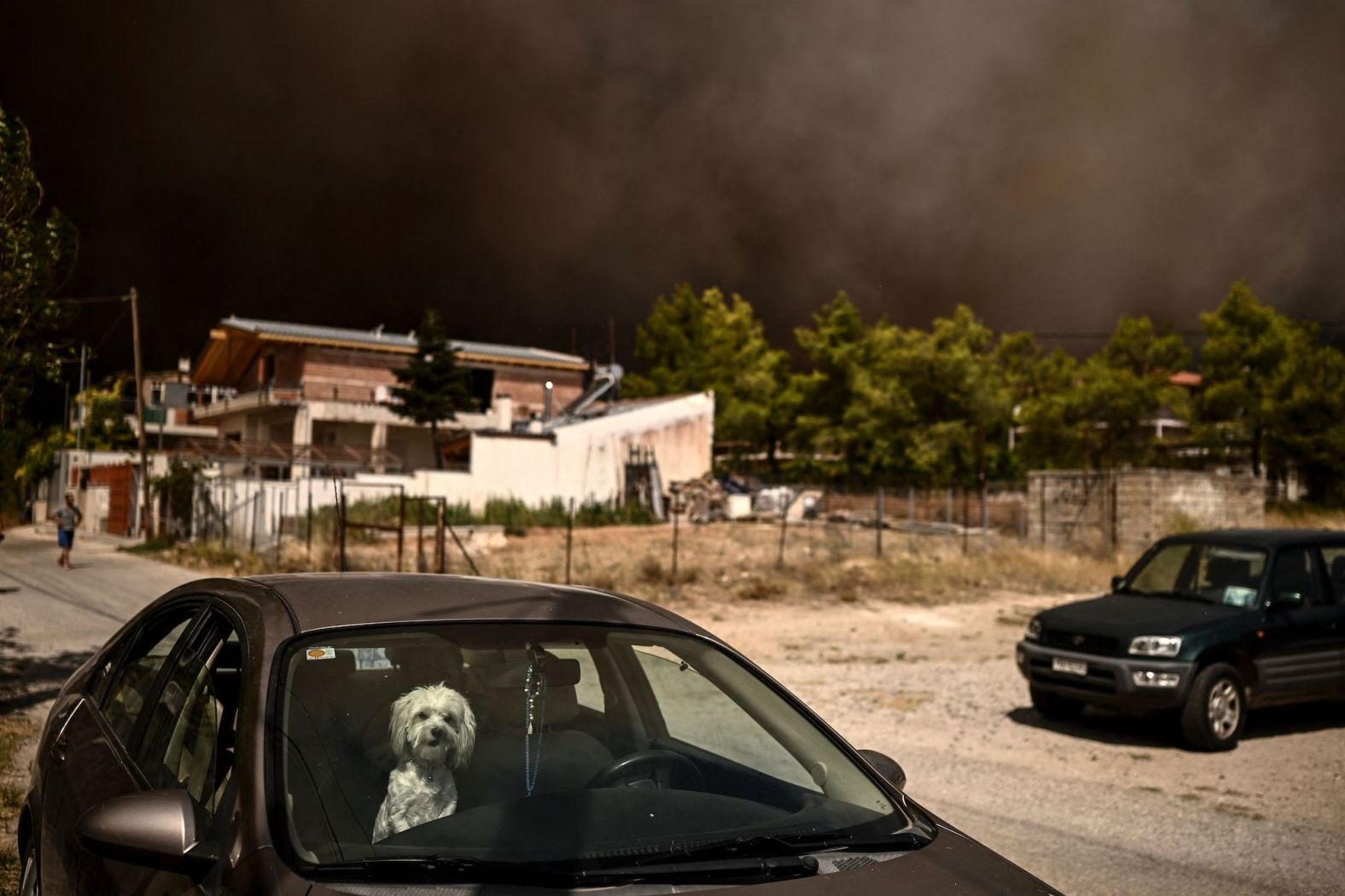 A dog sits in a car as a wildfire spreads in Acharnes on August 23.
