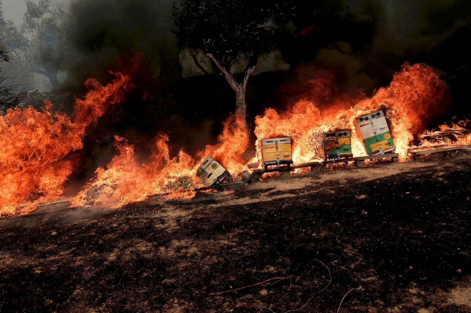 Beehives burn in Fyli on August 22.