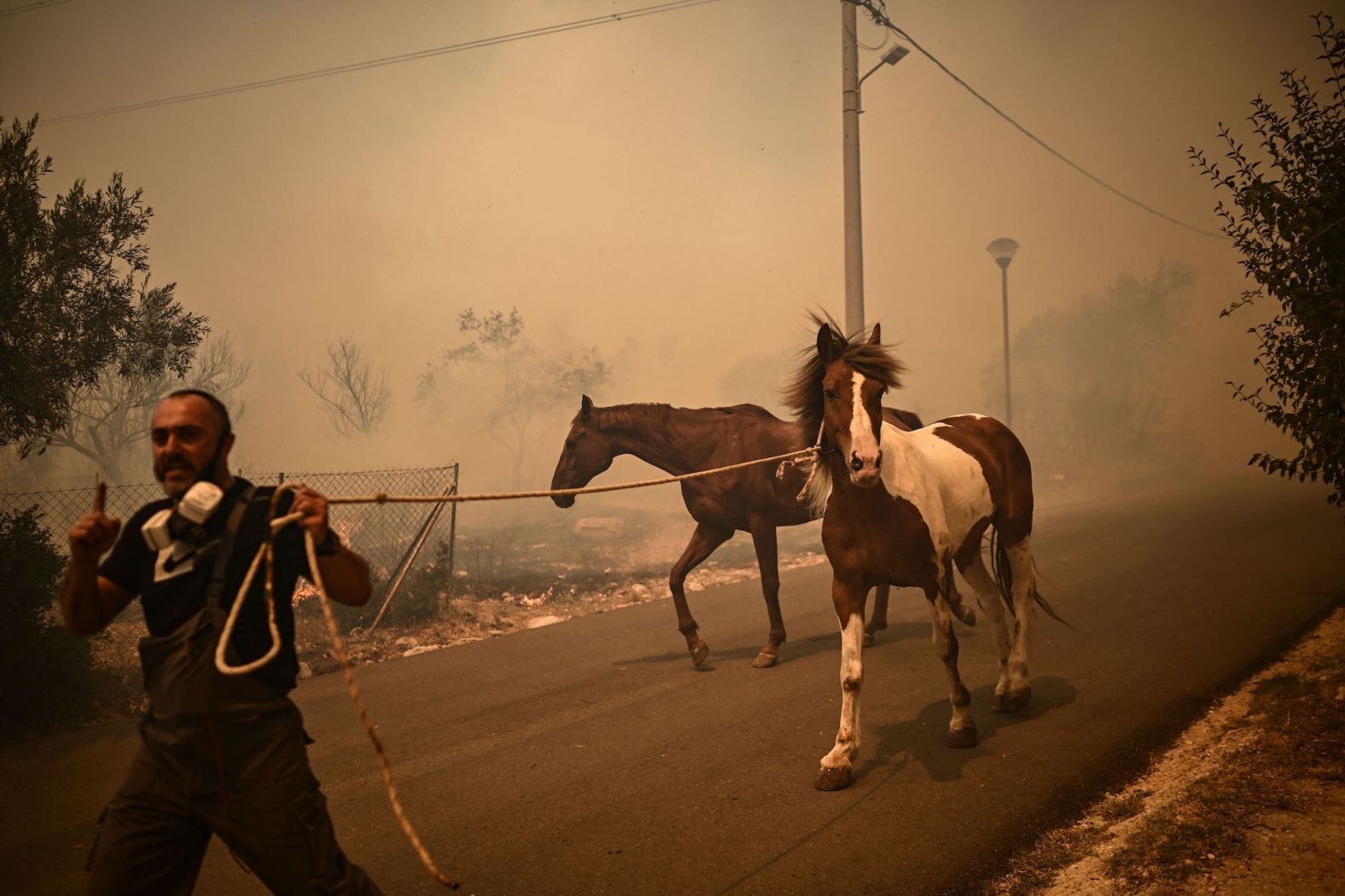 A man helps horses evacuate Chasia on August 22.