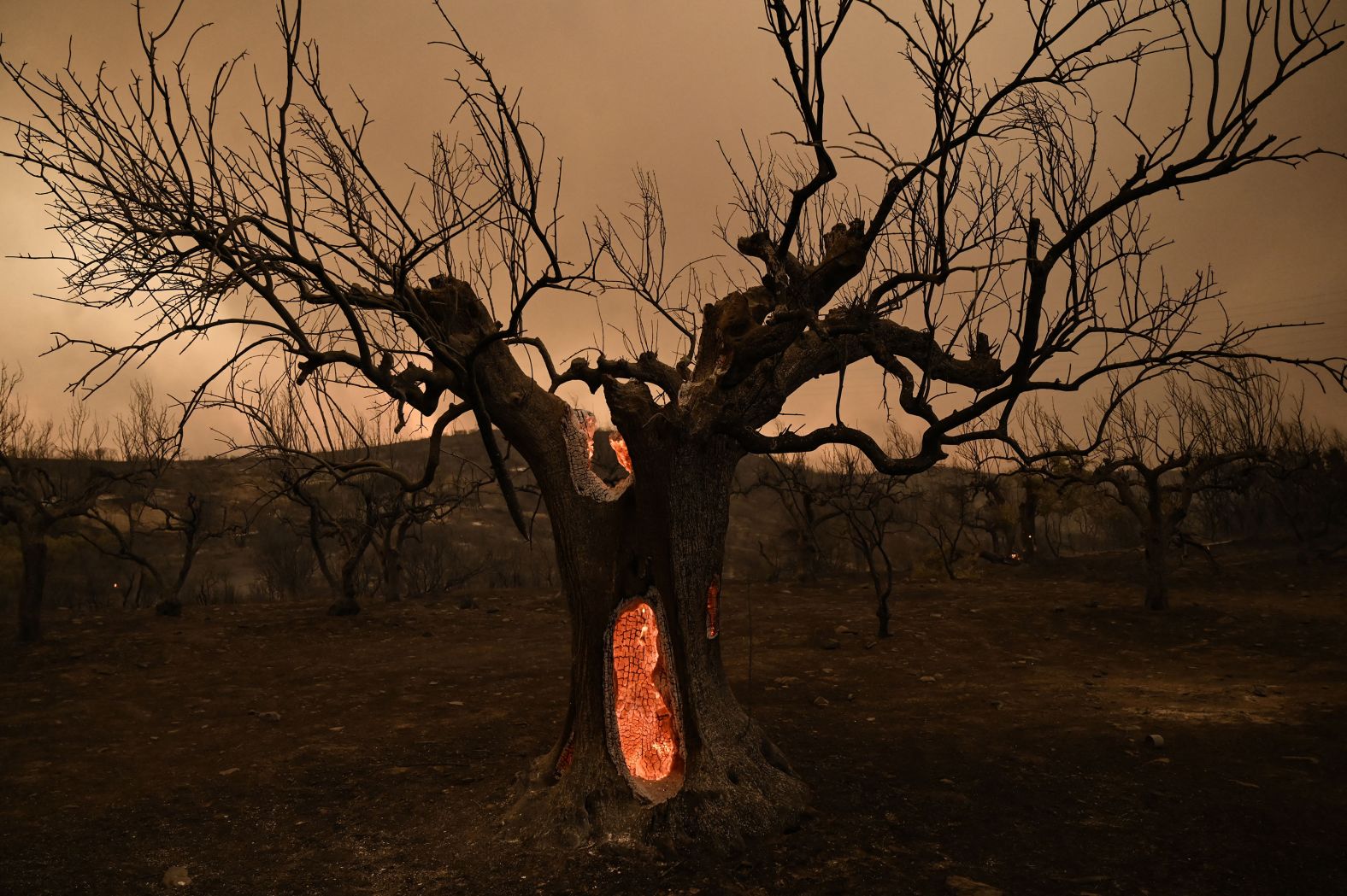 An olive tree burns in Alexandroupolis on August 22.