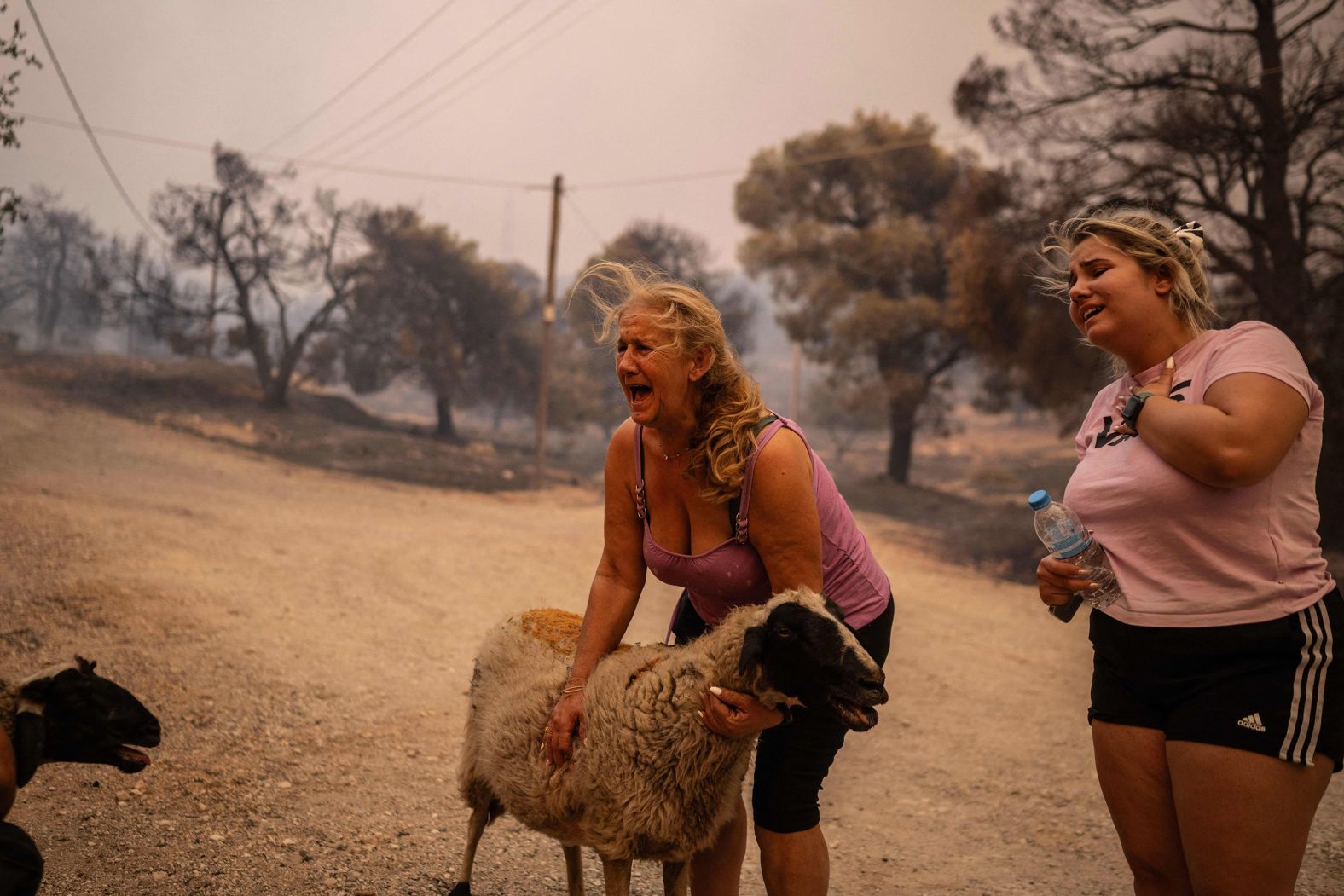 Volunteers rescue sheep from a burning farm in Chasia on August 22.