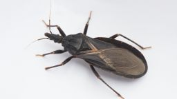 Closeup of an assassin bug, also known as a "kissing bug," carrier of Chagas disease.