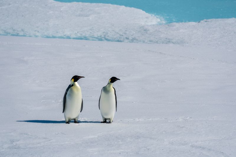 Emporer penguins: Huge colonies lost all chicks as sea ice melts   CNN