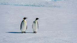 A pair of emperor penguins on sea ice on the Larsen B Ice Shelf in the Weddell Sea, Antarctica. Emperor penguins are one of the penguin species most at risk as the world warms. 