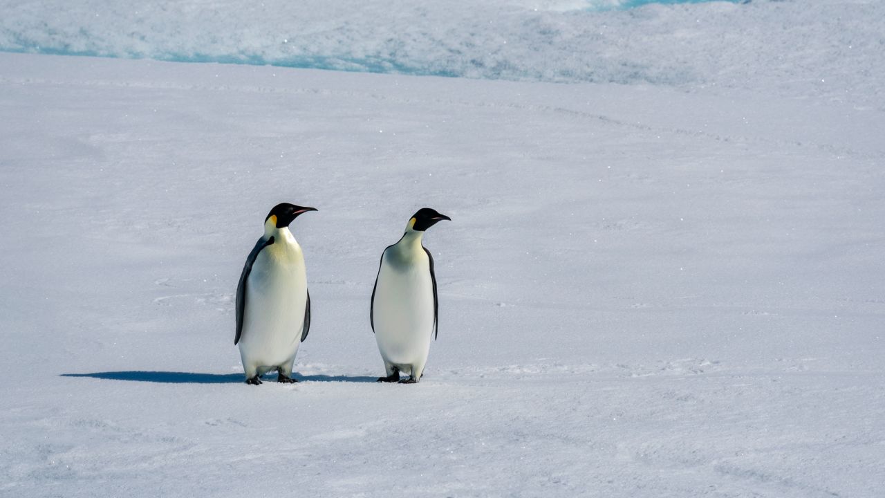 Emperor penguin (Aptenodytes forsteri) pair on sea ice, Larsen B Ice Shelf, Weddell Sea, Antarctica. (Sergio Pitamitz / VWPics via AP Images)