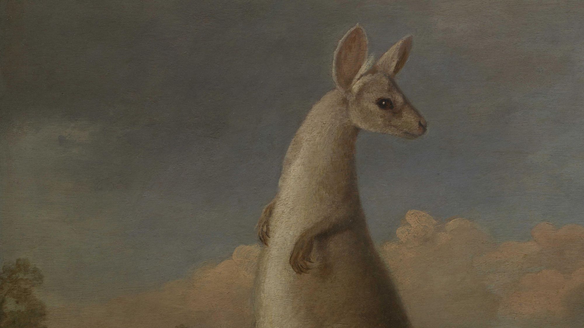 Paintings of a kangaroo and dingo were commissioned by Sir Joseph Banks following his participation on Captain James Cook's first voyage to the Pacific, which was also the first British voyage devoted exclusively to scientific discovery. Both paintings were executed by George Stubbs, the foremost animal painter in Great Britain during the 18th century.