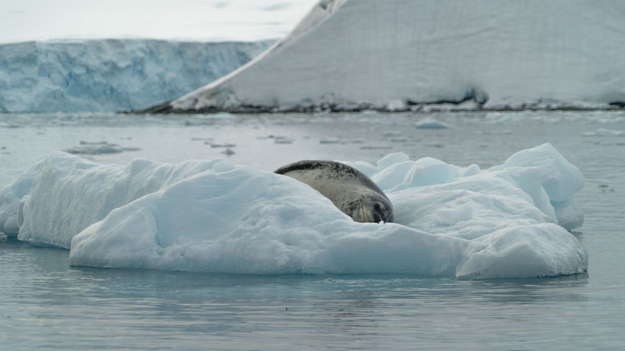  Тюлен леопард дрямва следобед на малък айсберг през март 2023 г.