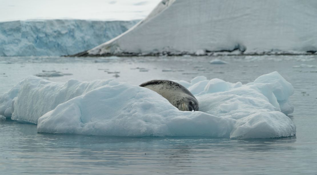  A leopard seal takes an afternoon nap on a small iceberg in March 2023.