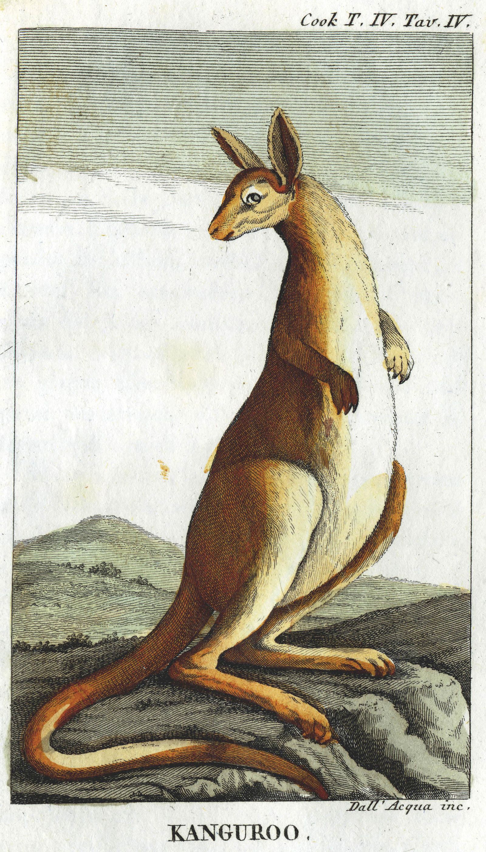 A circa-1816 color engraving of a "kanguroo," based on a sketch by Sydney Parkinson.