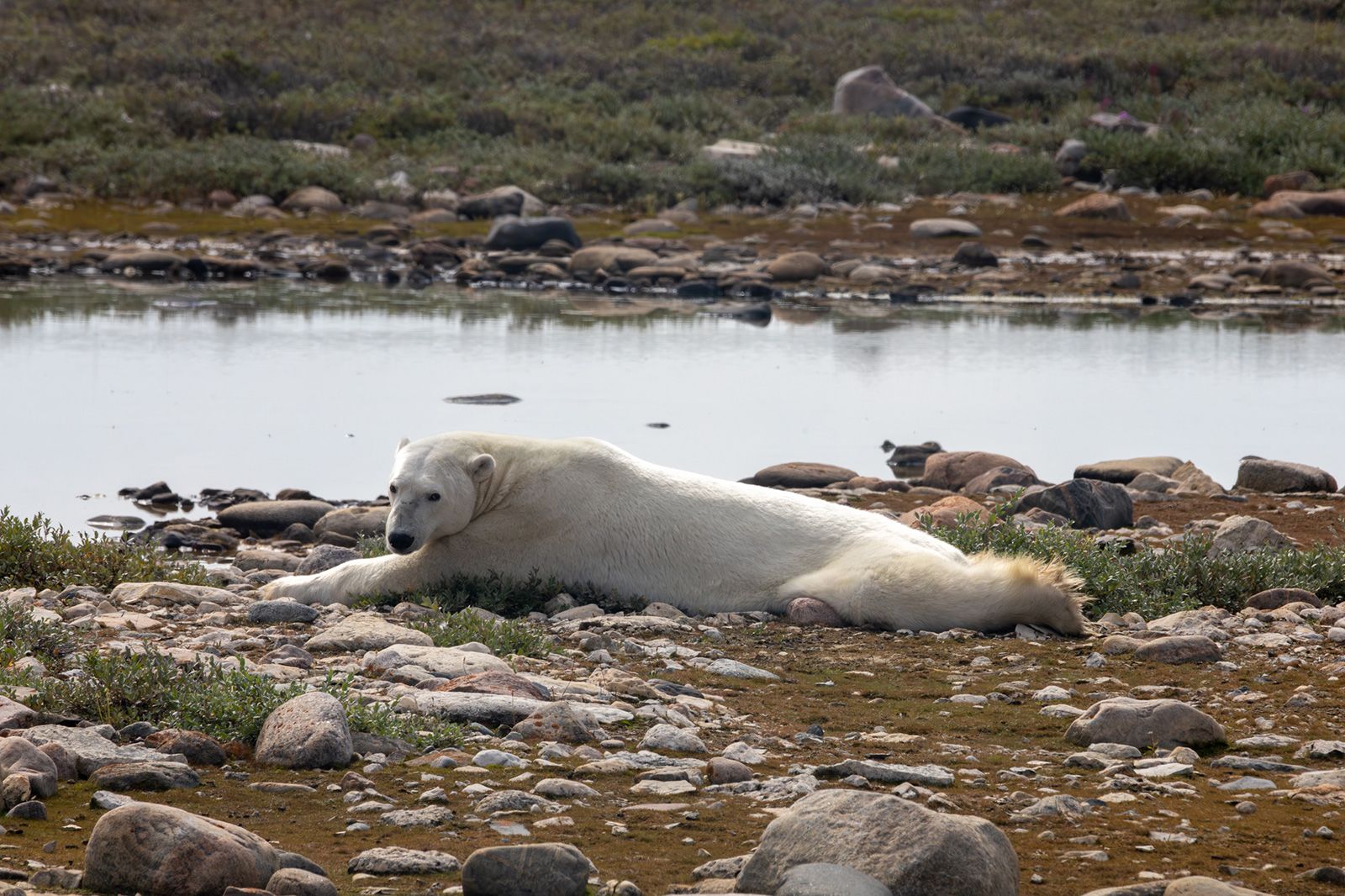 A male polar bear rests during a Tundra Buggy ride into the Churchill Wildlife Management Area in August. People have to learn to co-exist with polar bears in Churchill, where some of them stay waiting for sea ice to refreeze.