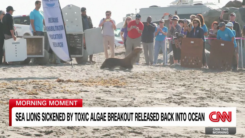 Sea lions sickened by toxic algae breakout released back into the ocean