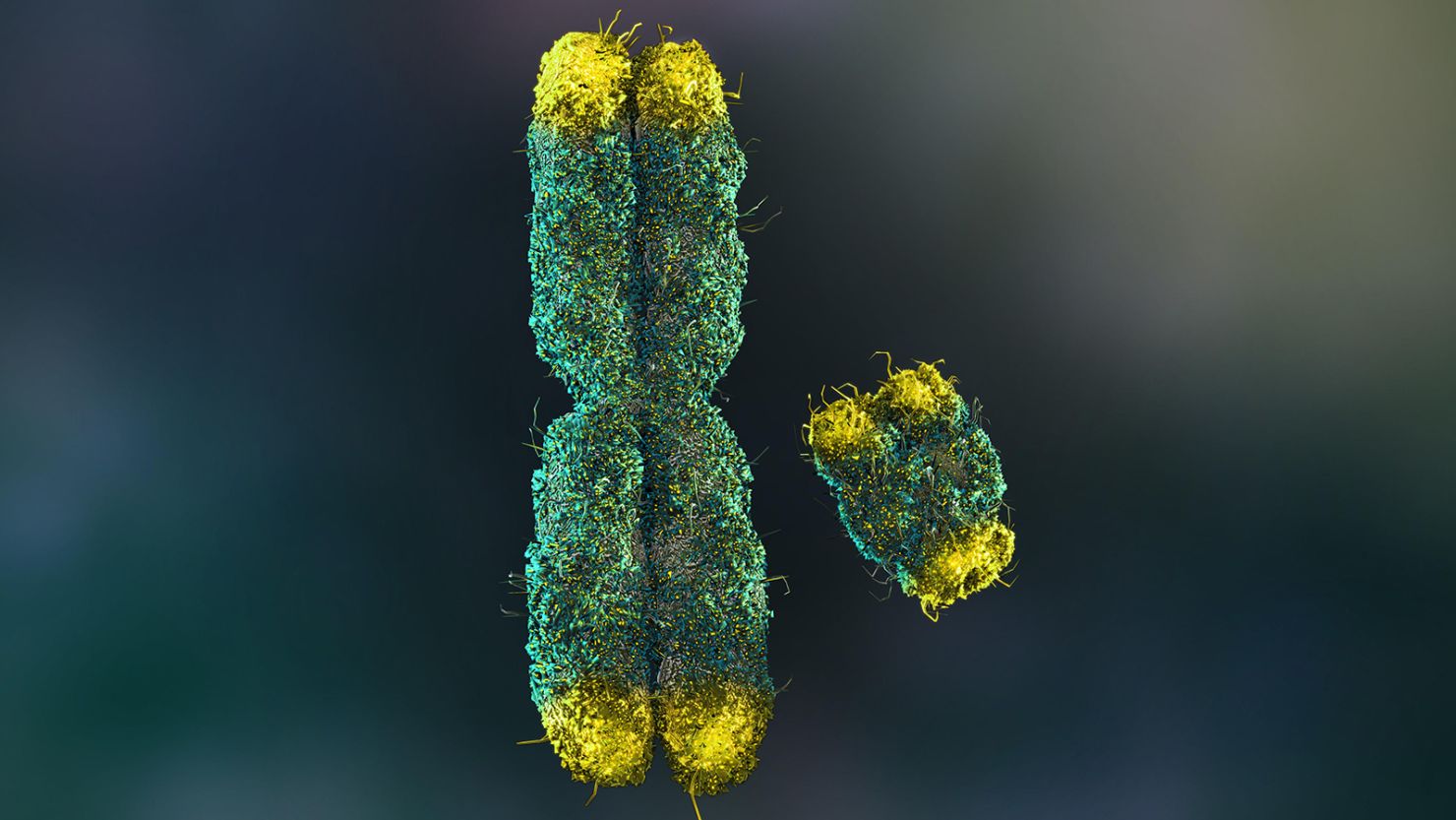 Scientists Fully Sequence Human Y Chromosome For The First Time Cnn