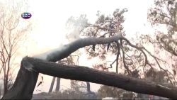 Tree collapse Turkish wildfires