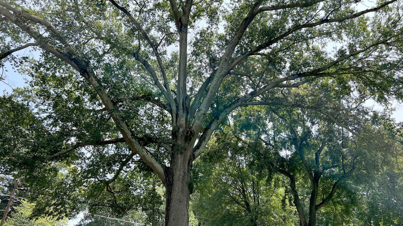 Wilkinson's tree, a Quercus nigra or water oak, nicknamed QN