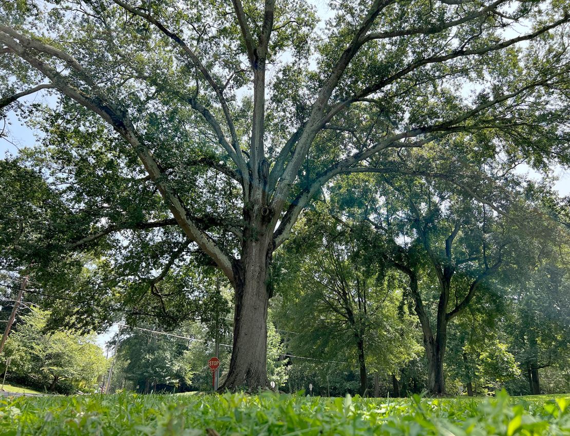 Wilkinson's tree, a Quercus nigra or water oak, nicknamed QN