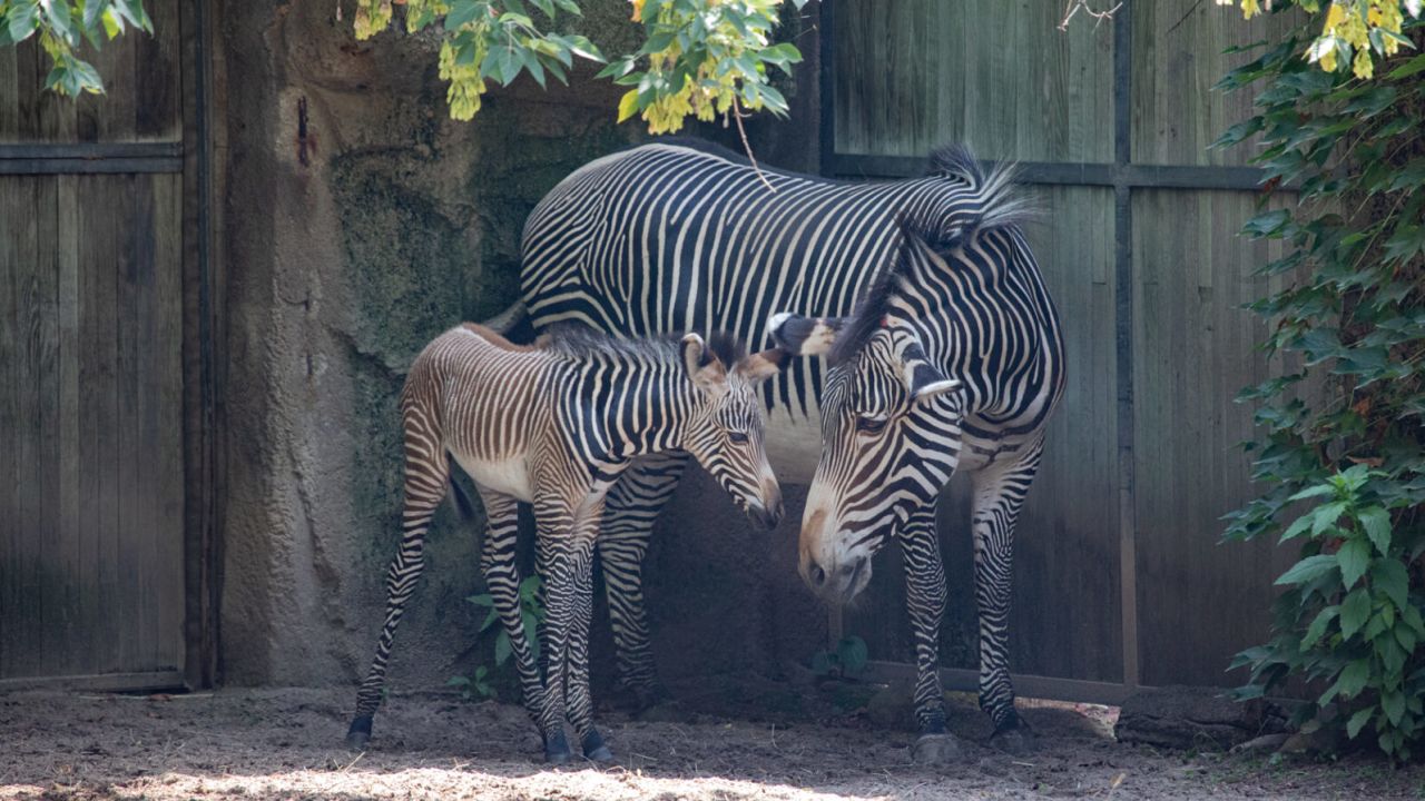 The foal is Adia's fifth offspring, zoo officials said.