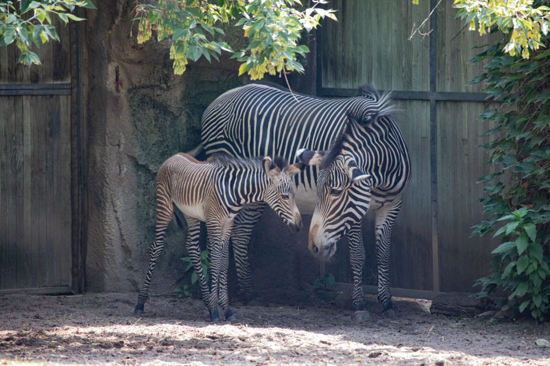 The foal is Adia's fifth offspring, zoo officials said.