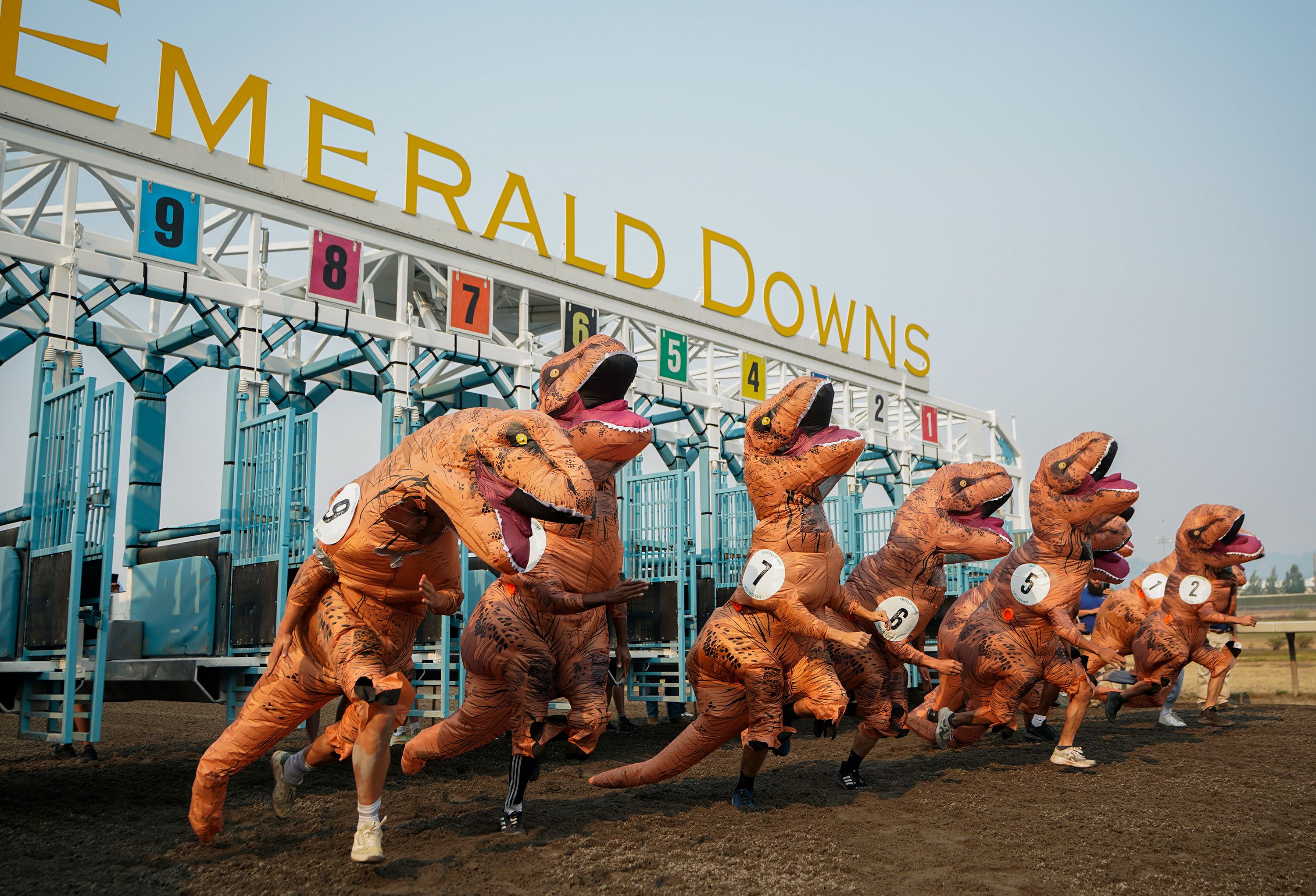 People wearing Tyrannosaurus rex costumes race at the Emerald Downs track in Auburn, Washington, on Sunday, August 20.