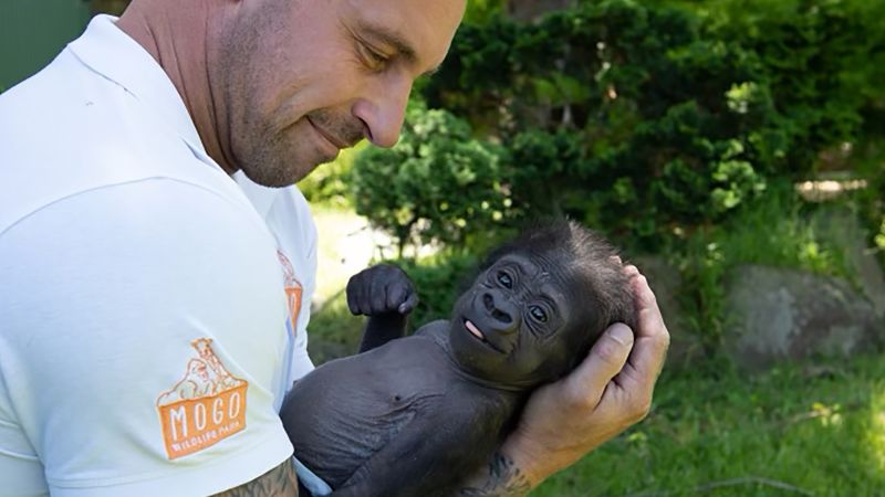 Un bebé gorila casi muere antes de que un cuidador del zoológico lo atrapara cerca de él.  Ahora tiene una nueva madre adoptiva.