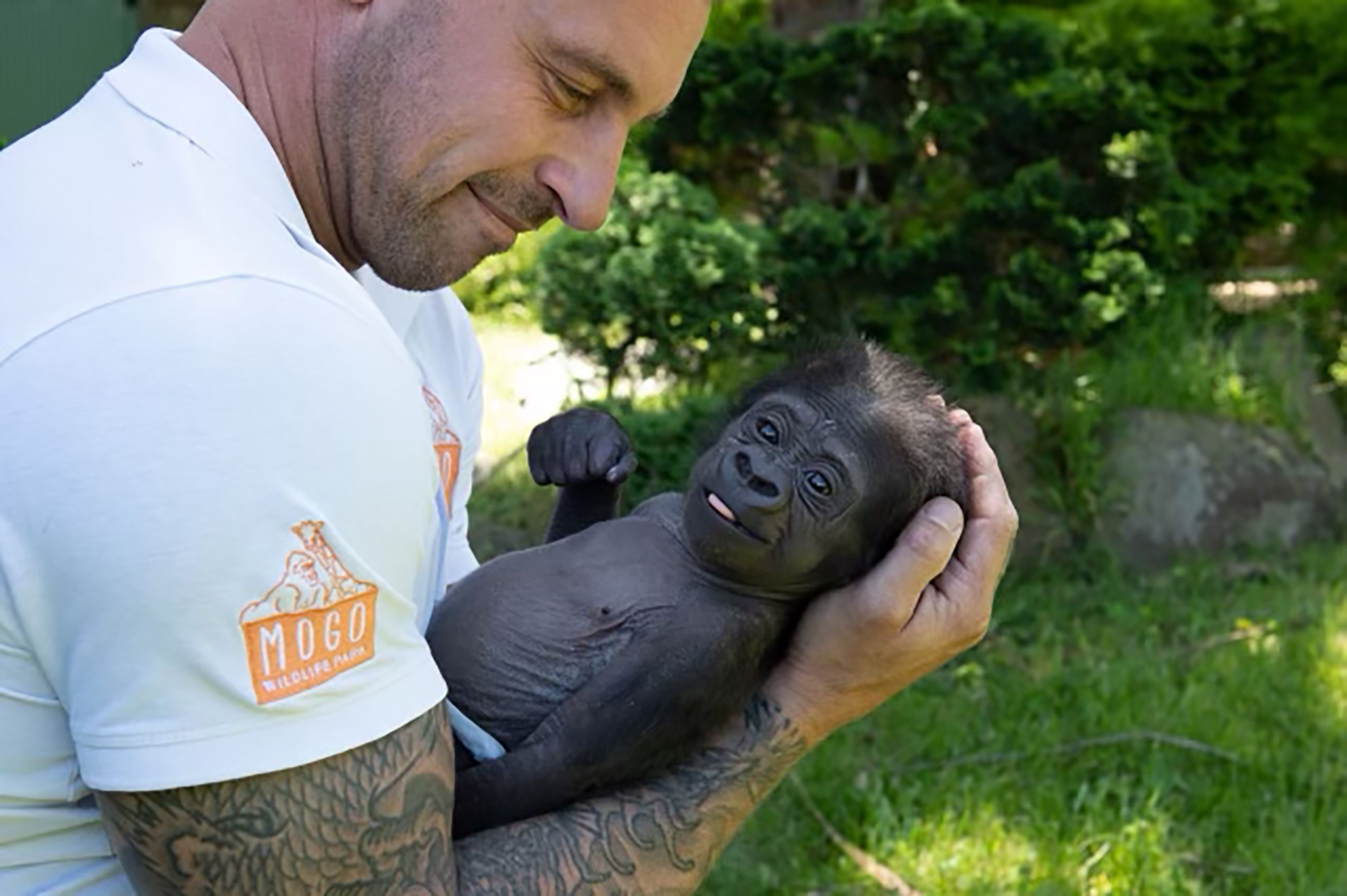 A nine weeks old gorilla baby (gorilla gorilla) is being held by