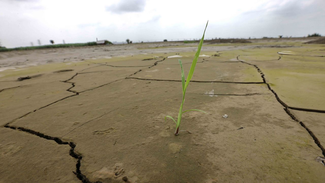 Ruined rice crops in India's Haryana state. 