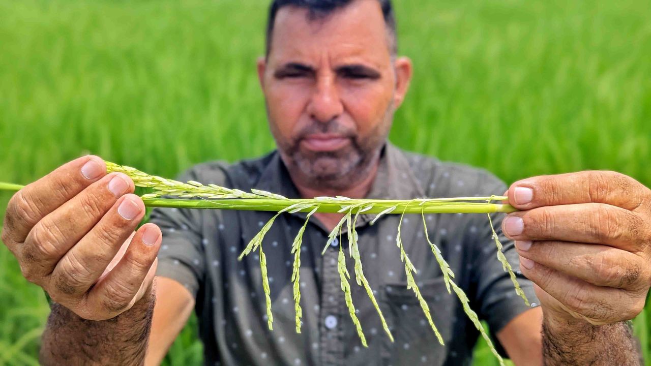 Satish Kumar con lo que queda de sus cultivos de arroz. 